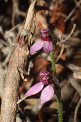 Eriochilus scaber