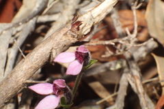 Eriochilus scaber