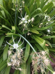Hymenocallis speciosa