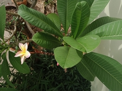 Plumeria