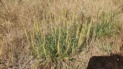 Plantago maritima serpentina