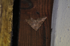 Odontopera bidentata