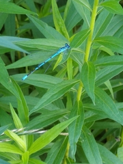 Coenagrion puella