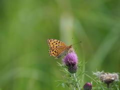 Argynnis
