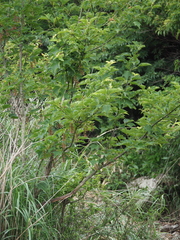 Acer capillipes
