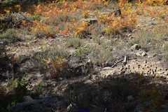 Lavandula pedunculata