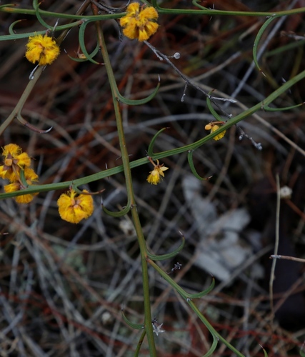 Image of Acacia stenoptera by (c) Margaret Langley, some rights reserved (CC BY)