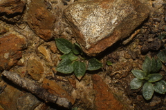 Pterostylis parva