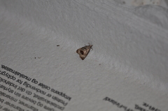 Notocelia uddmanniana