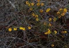 Acacia stenoptera