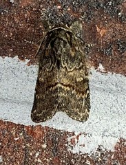 Peridea bordeloni