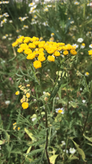 Tanacetum vulgare