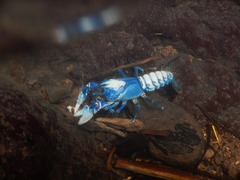 Euastacus sulcatus