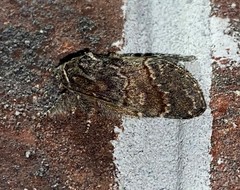 Peridea bordeloni