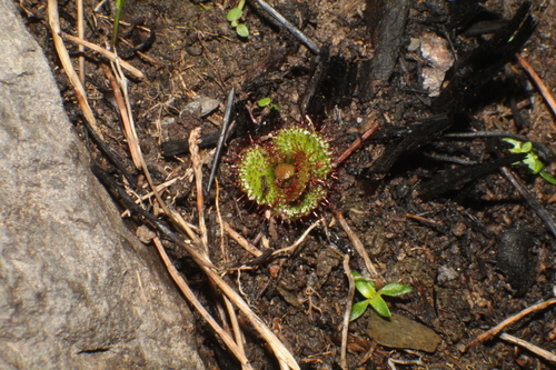 Drosera monticola