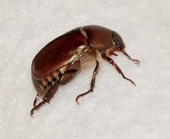 Anomala obsoleta
