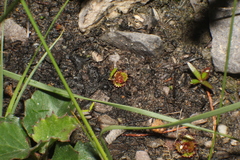 Drosera monticola