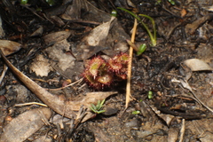 Drosera monticola