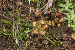 Drosera monticola
