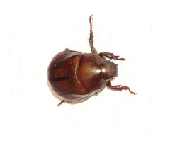 Anomala obsoleta