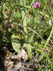 Ophrys sphegodes aveyronensis