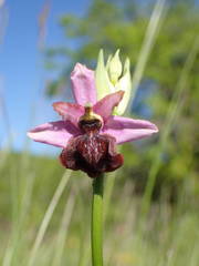 Ophrys sphegodes aveyronensis
