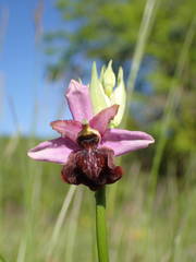 Ophrys sphegodes aveyronensis