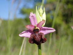 Ophrys sphegodes aveyronensis