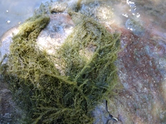 Cladophora glomerata