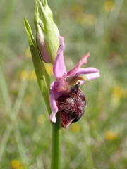 Ophrys sphegodes aveyronensis