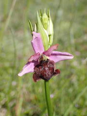 Ophrys sphegodes aveyronensis