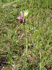 Ophrys sphegodes aveyronensis