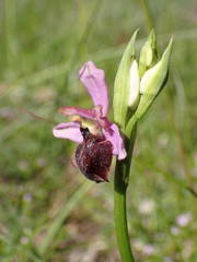 Ophrys sphegodes aveyronensis