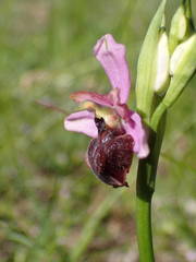 Ophrys sphegodes aveyronensis