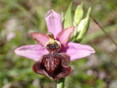 Ophrys sphegodes aveyronensis