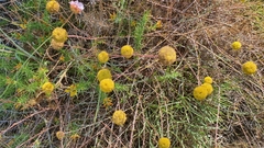 Santolina melidensis