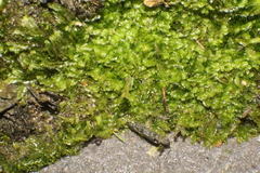 Lophocolea semiteres