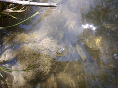 Cladophora glomerata