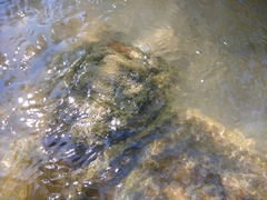 Cladophora glomerata