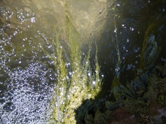 Cladophora glomerata