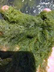 Cladophora glomerata