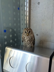 Strix