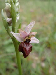 Ophrys sphegodes aveyronensis