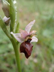 Ophrys sphegodes aveyronensis