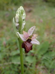 Ophrys sphegodes aveyronensis