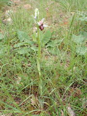 Ophrys sphegodes aveyronensis