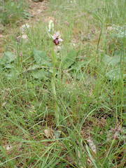 Ophrys sphegodes aveyronensis