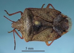 Euschistus servus euschistoides