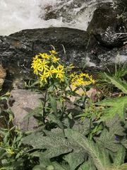Senecio nemorensis