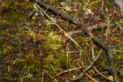 Eriochilus